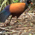 Black-naped pheasant-pigeon rediscovery and conservation status