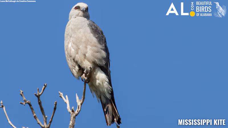 Mississippi Kite perched on a bare tree branch against a clear blue sky showcasing its gray plumage and alert posture in its natural habitat in Alabama.