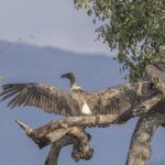 What We Can Learn From The Nuer People And Their Sacred Birds In Cultural Perspective