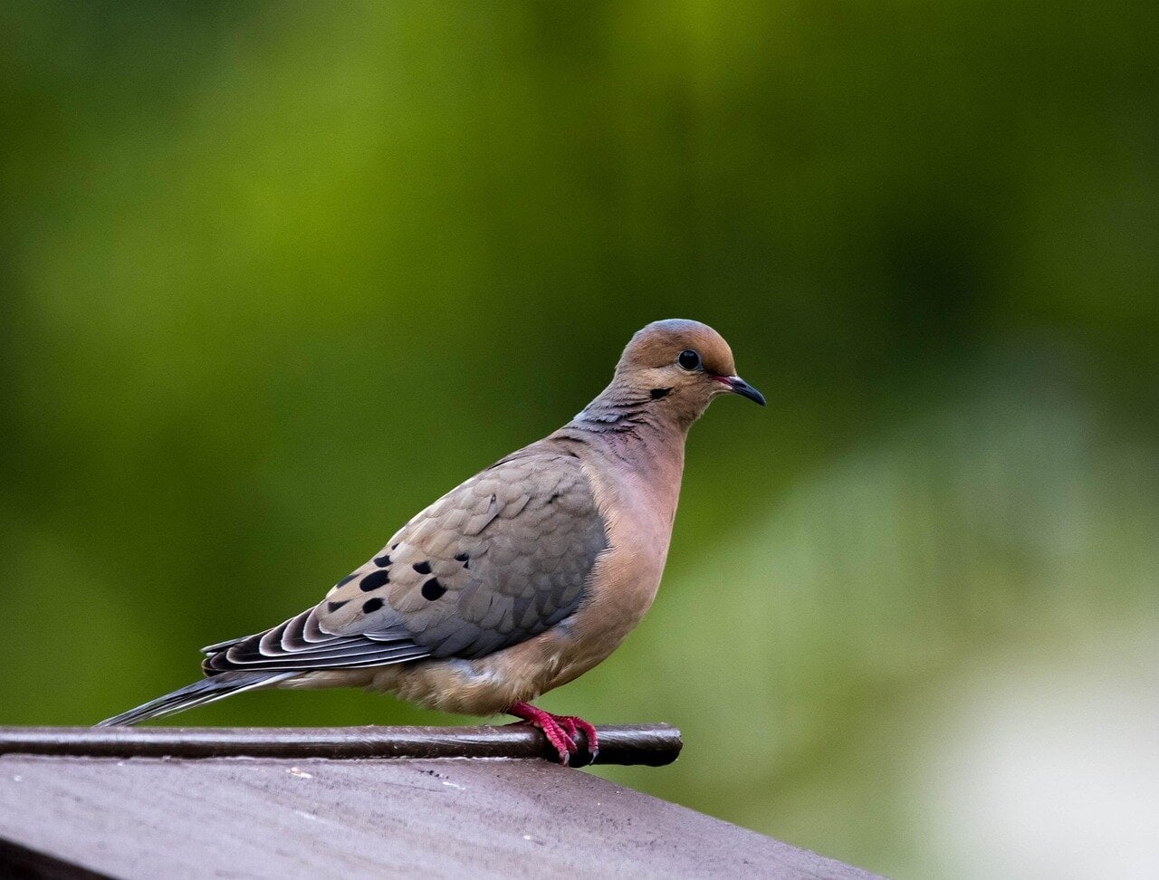Mourning Dove perched gracefully against a lush green background symbolizing peace and spiritual connection. This bird embodies spiritual beauty and tranquility.