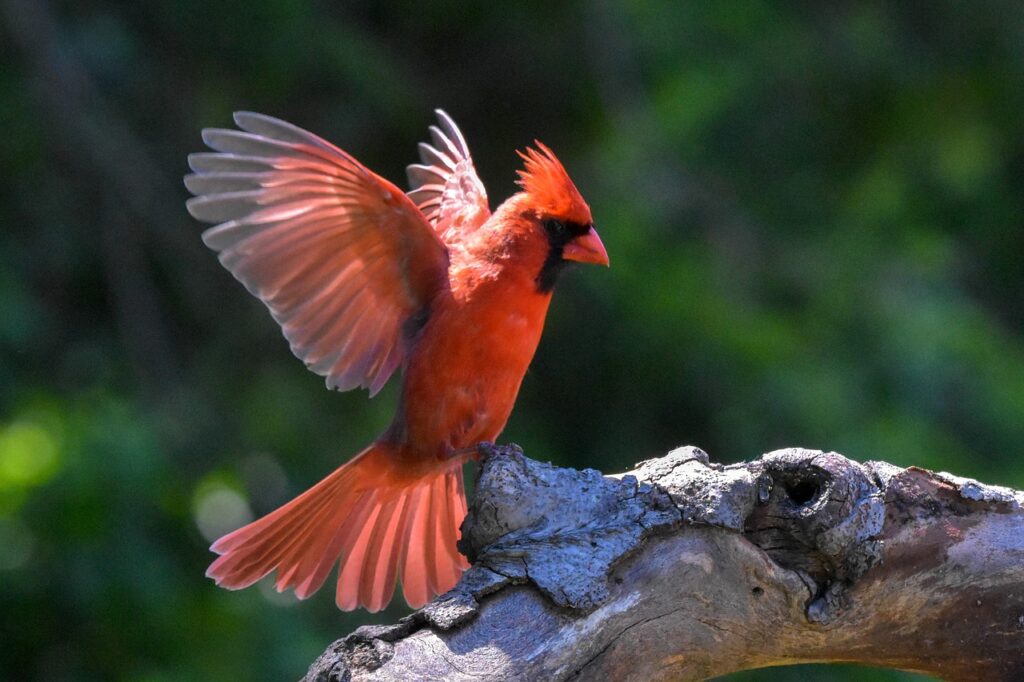 Bright red Northern Cardinal perched on a branch showcasing its vibrant plumage in a natural setting, highlighting Northern Cardinal facts and their distinct features.