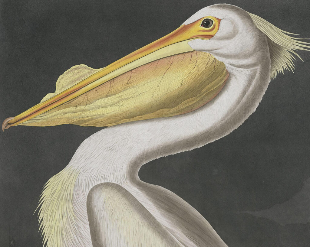 Illustration of a pelican by John James Audubon showcasing detailed plumage and distinctive bill. This artwork highlights Audubon's skill in depicting bird species.