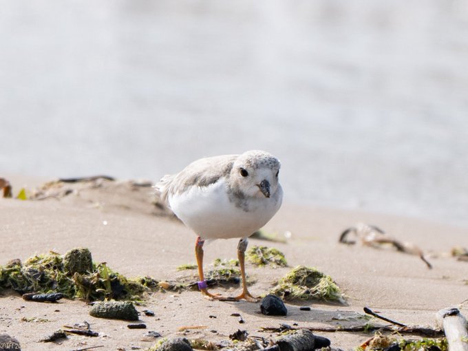 Ferris the Piping Plover stands on a sandy beach surrounded by shells and seaweed. Discover more about Ferris the Piping Plover and its natural habitat.