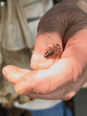 A new queen bee in a person's hand.