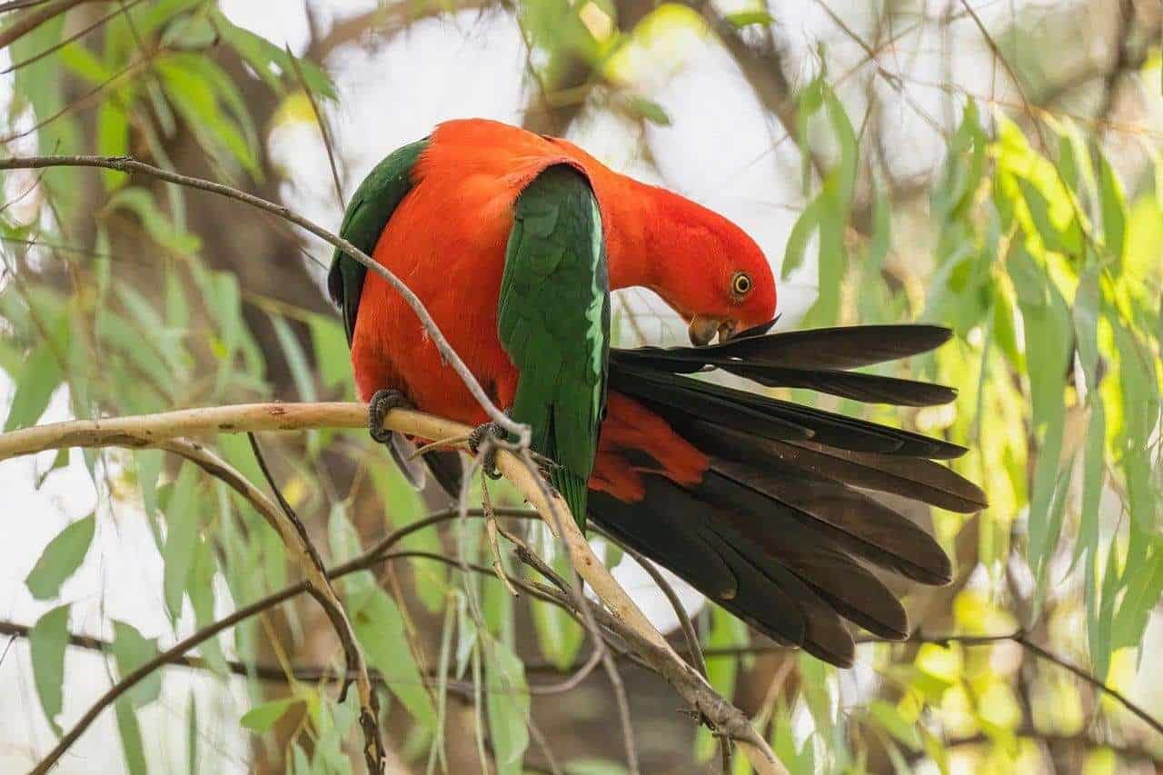 Robinok africano en árbol de selva con hojas verdes y ramas.