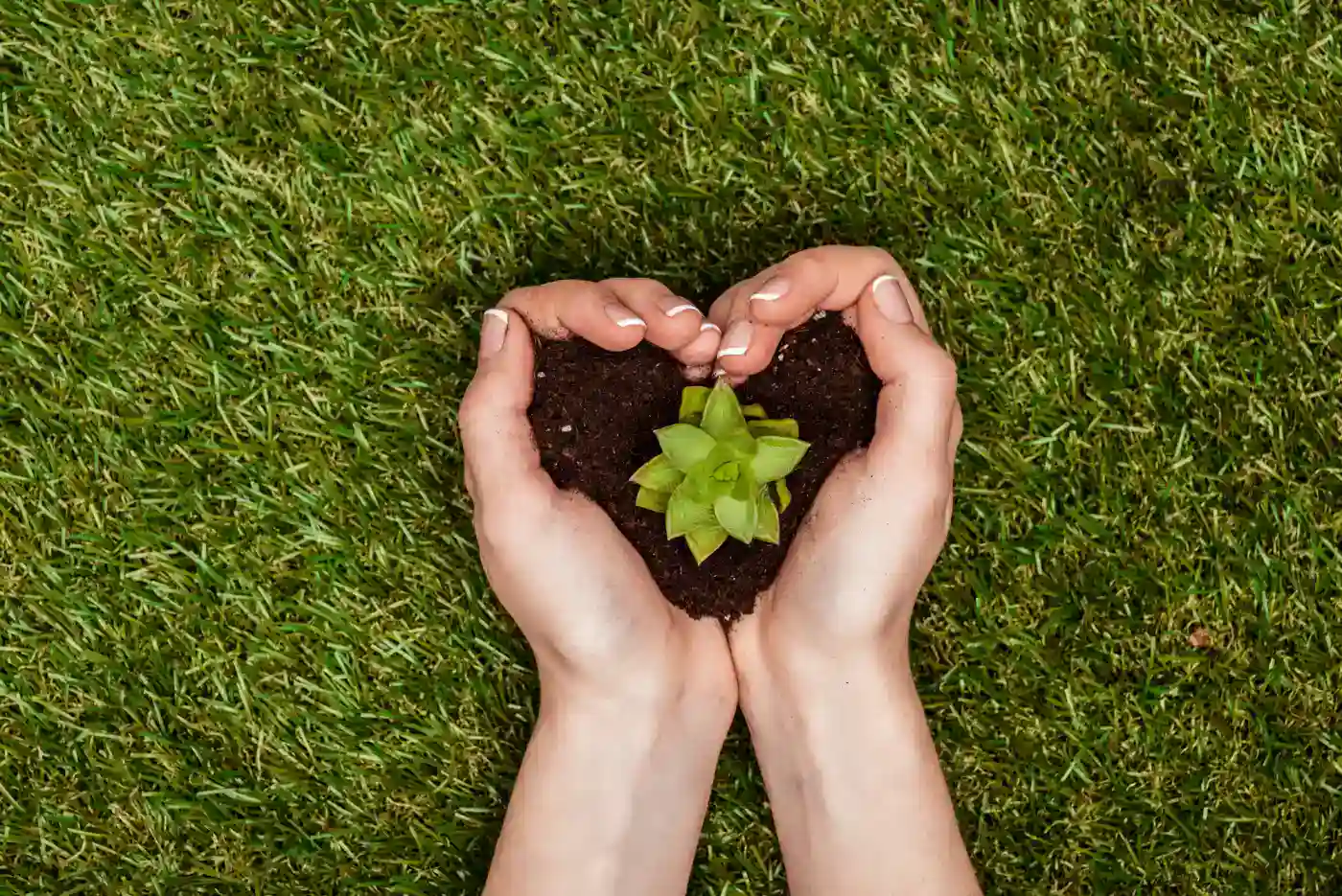 Semillas de planta en las manos formando un corazón, símbolo de cuidado y crecimiento natural.