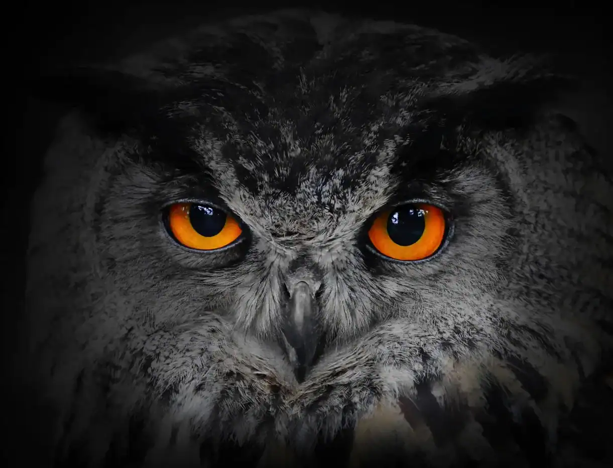 Sabia lechuza con ojos anaranjados, símbolo de conocimiento y misterio en la filosofía.