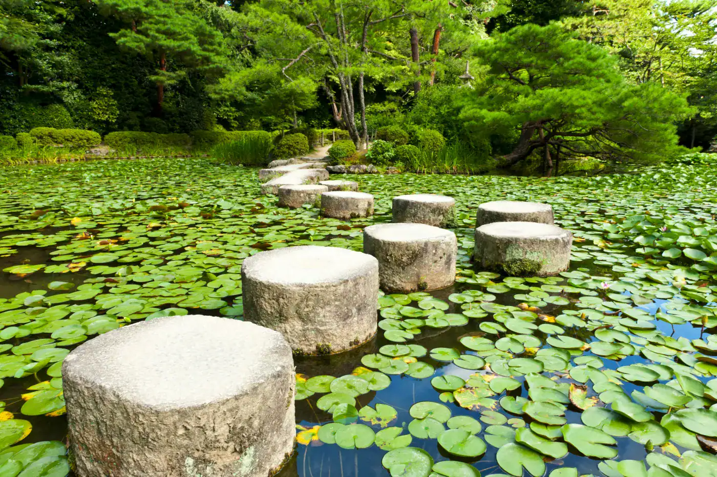 Pedestales de piedra en un estanque con loto y vegetación verde, jardín zen.