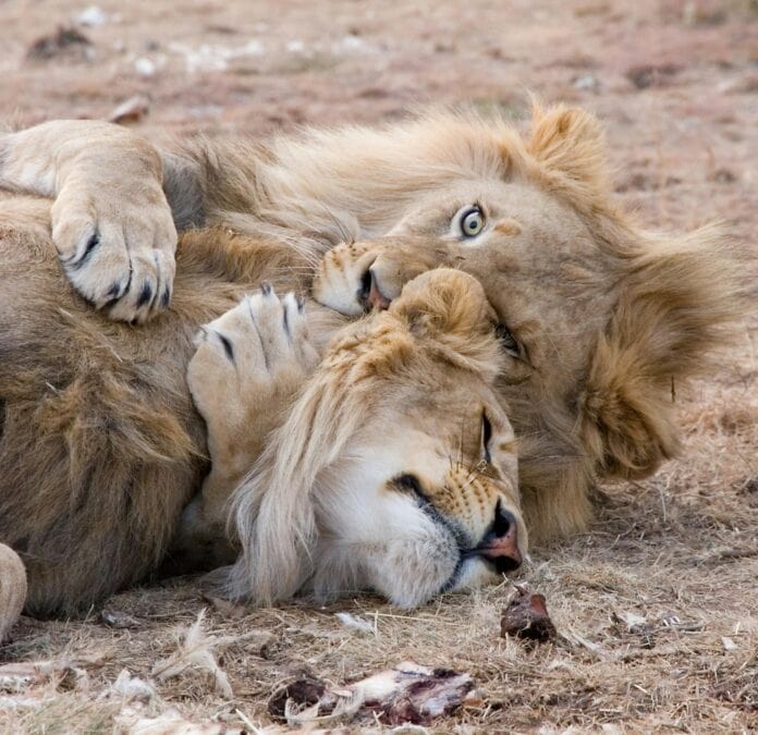 lions-in-africa