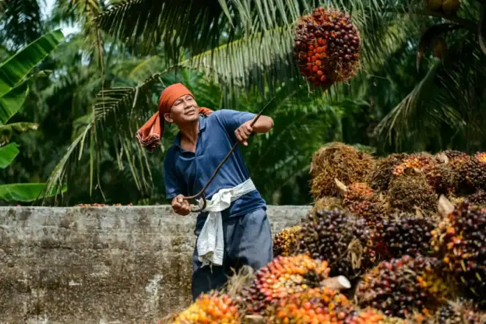 malaysian palm oil production