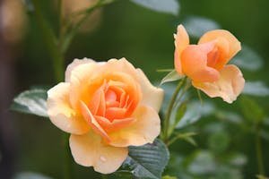Image of orange roses in full bloom with vibrant petals surrounded by lush green foliage in a garden setting. Image used for the article flowers that symbolize strength