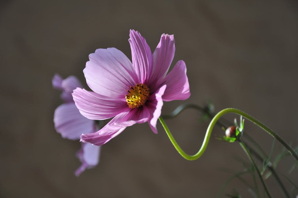 Close-up image of a blooming purple cosmos flower with delicate petals set against a soft, blurred background. Image used for the article cosmos flower meaning.