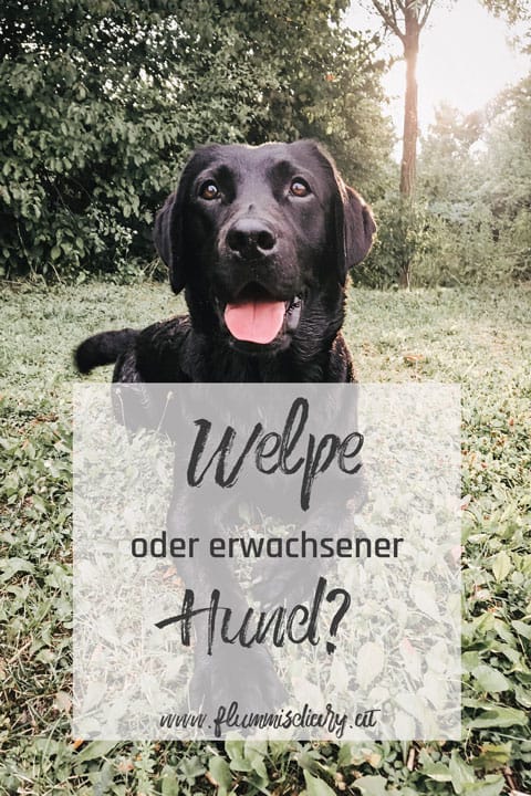 Pinterest-flummi-welpe-oder-erwachsener-hund