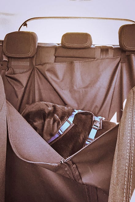 flummi-autofahren-hund-geschirr