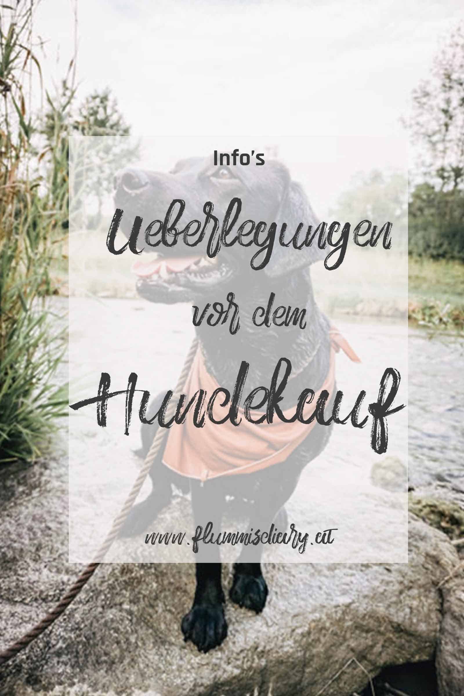 überlegungen-vor-dem-hundekauf-flummisdiary