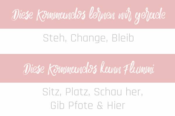 Kommandos-Juli-flummisdiary