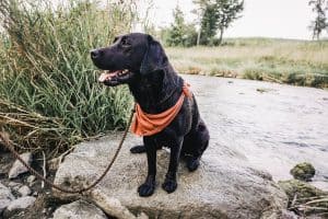 flummi-am-wasser-krems