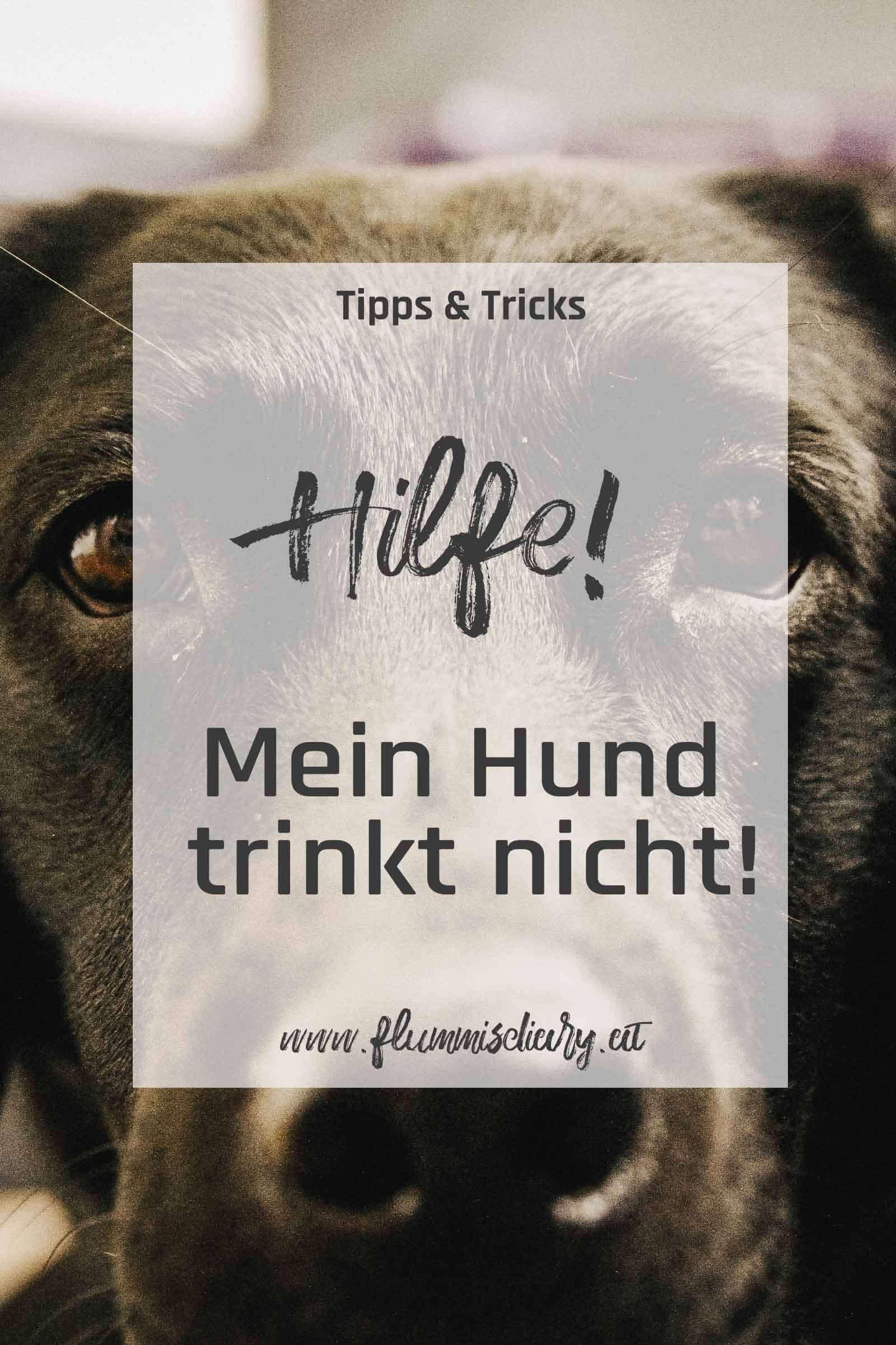 hilfe-mein-hund-trinkt-nicht