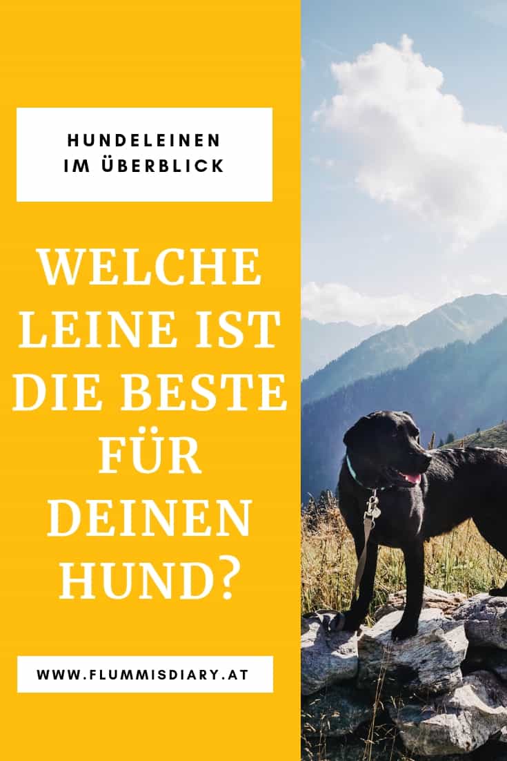 welche-leine-ist-die-beste-hundeleinen-im-ueberblick