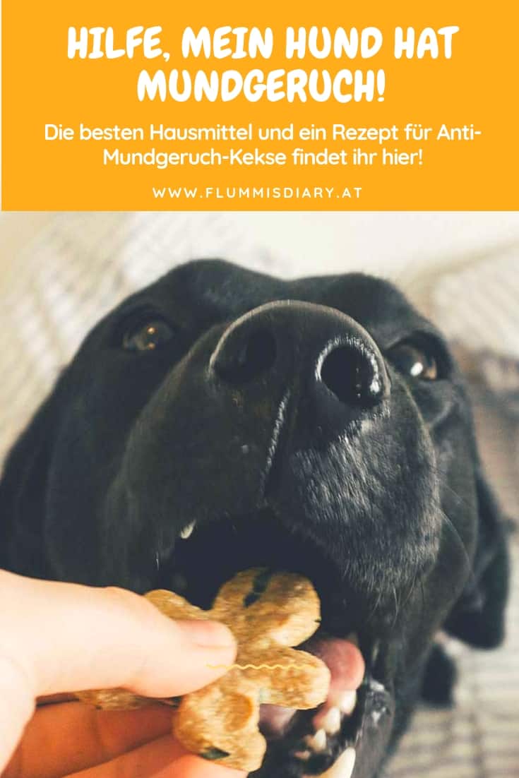 mein-hund-hat-mundgeruch
