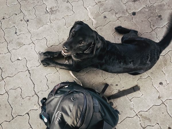 wien-mit-hund-gepaeck