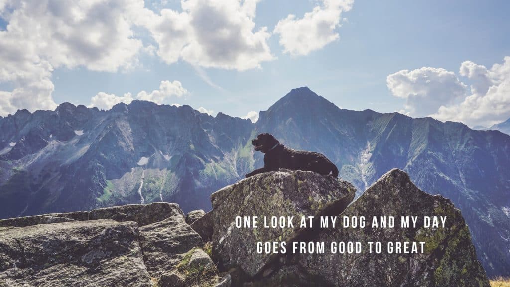 one-look-desktop-flummisdiary