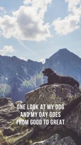 one-look-mobile-flummisdiary