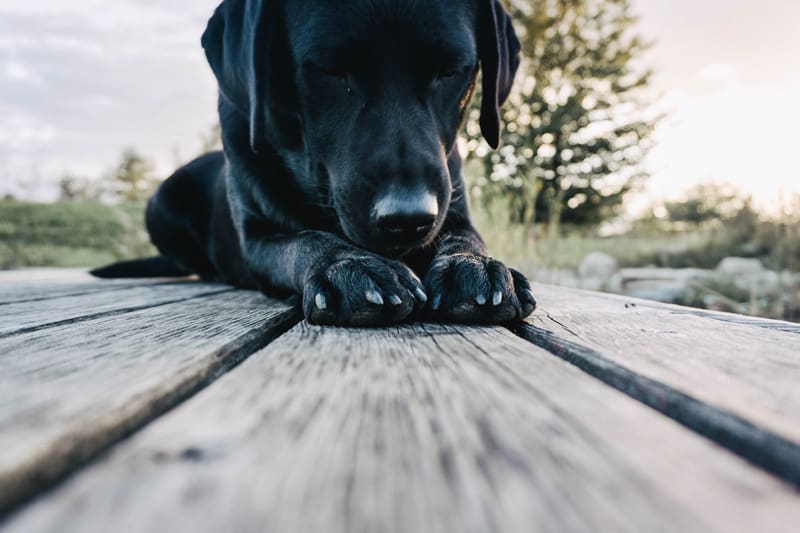 second-hand-hund-adoption