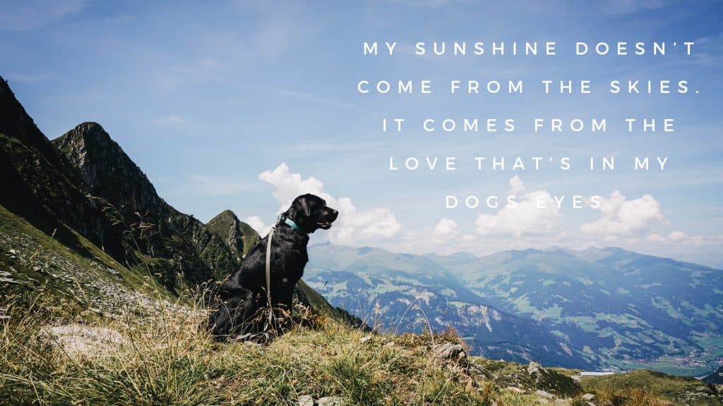 sunshine-desktop-flummisdiary