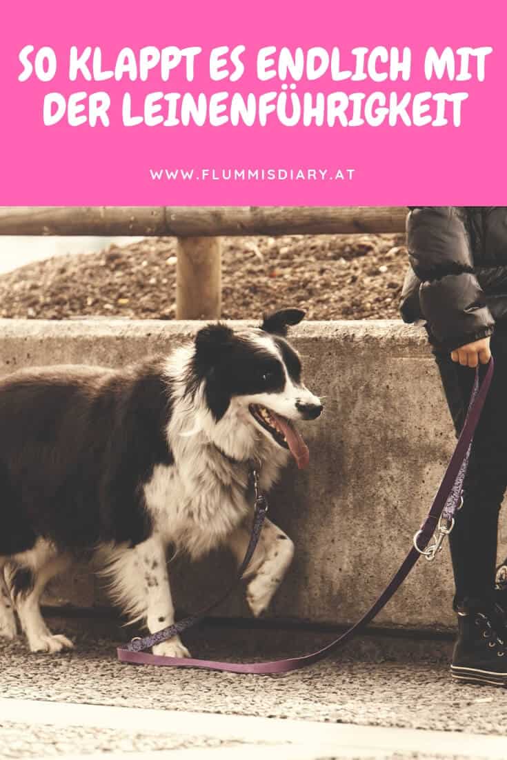 leinenefuehrigkeit-beim-hund