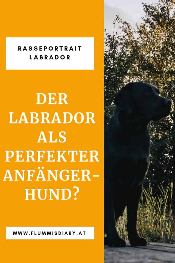 labrador-anfaenger-hund