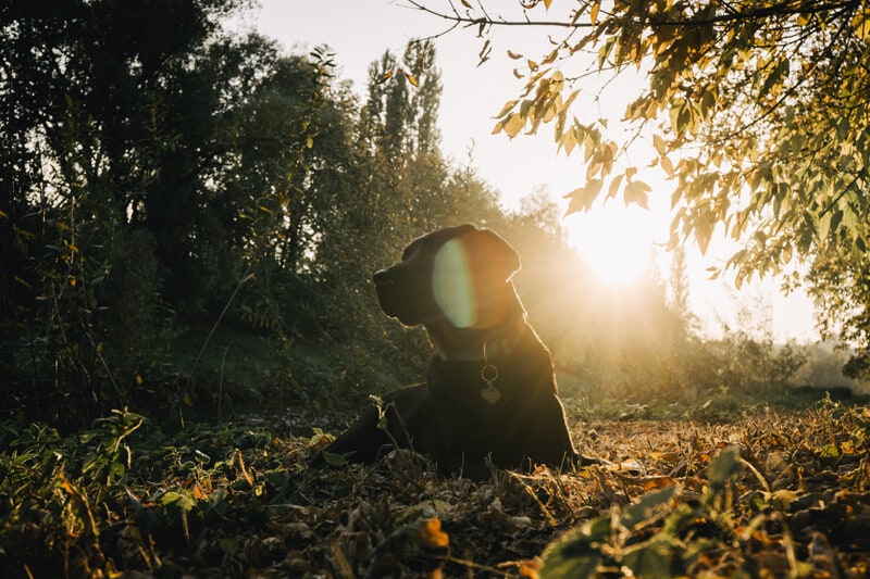 flummi-hunde-mit-vergangenheit