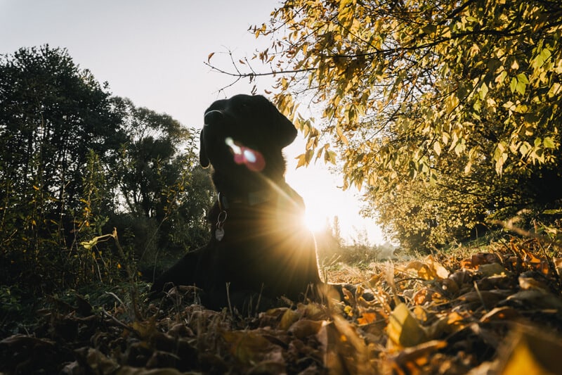 leinenführigkeit-beim-hund