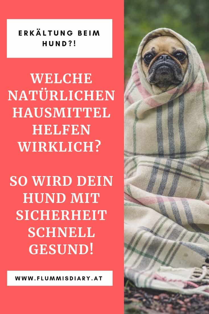hausmittel-erkaeltung-beim-hund