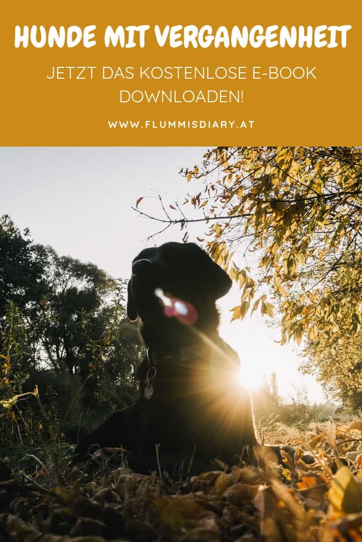 hunde-mit-vergangenheit-gratis