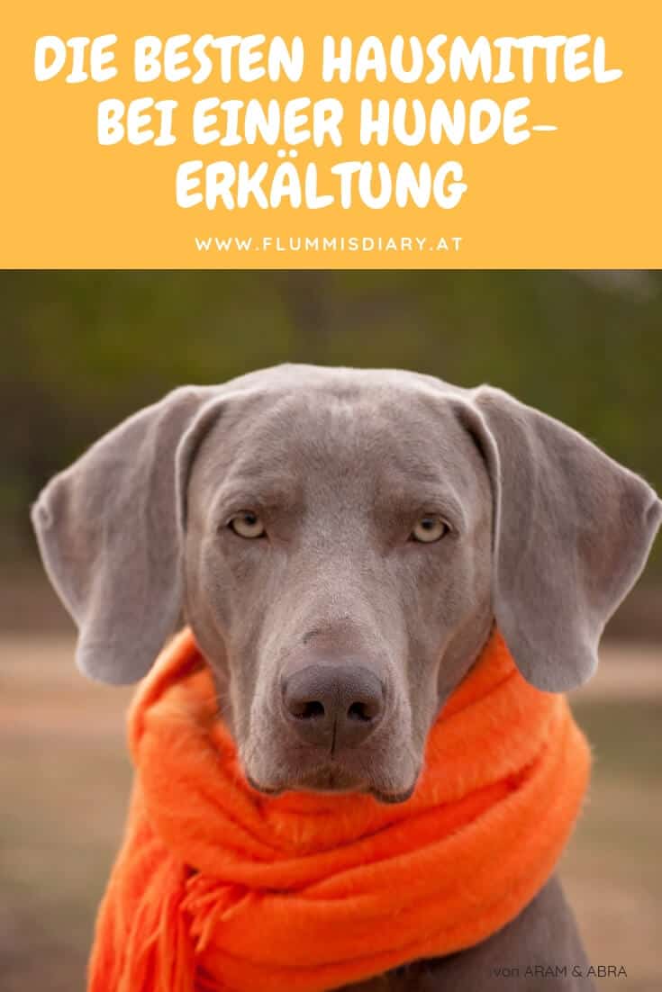 kranker-hund-pinterest