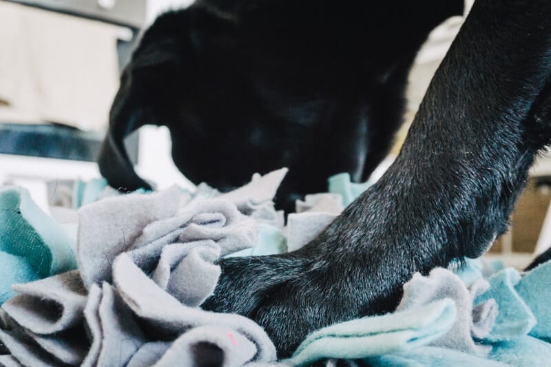 schnueffelteppich-diy-hunde