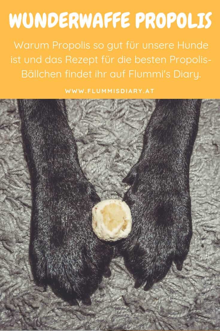 hundeblog-wunderwaffe-propolis