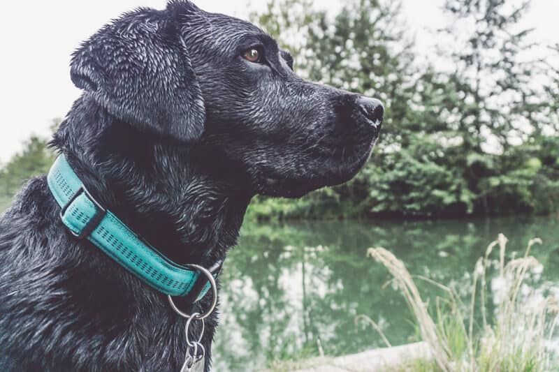 vollzeitjob-hund-arbeiten-geht-das