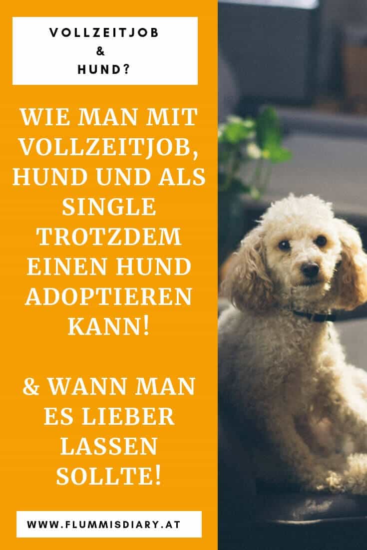 vollzeitjob-und-hund-allein-hundeblogger