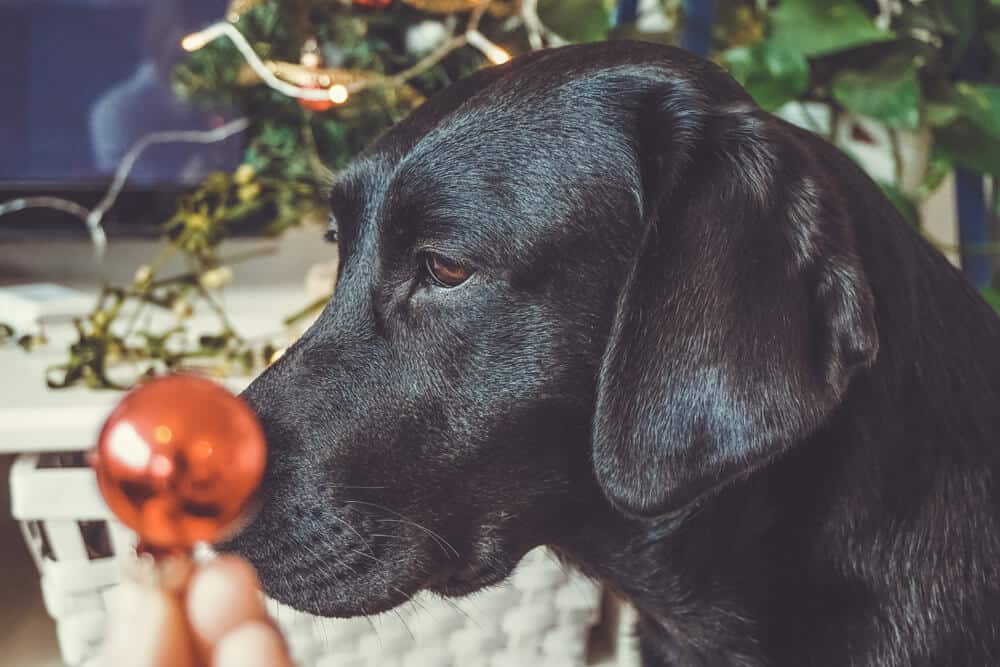 rudolf-rednose-dog