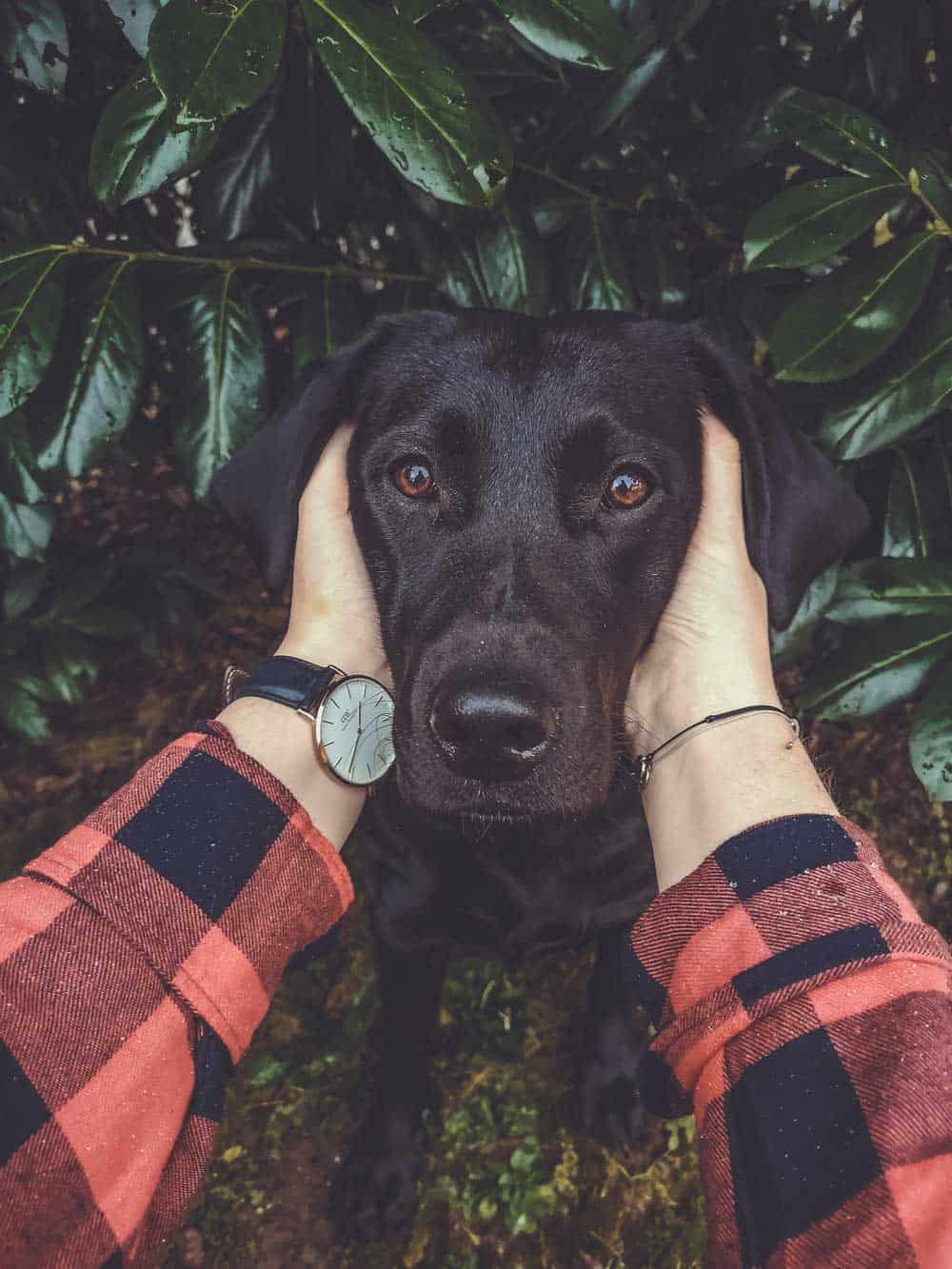 Flummis-diary-vollzeitjob-hund