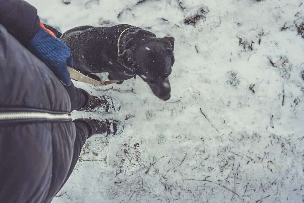 bindung-hund-trainieren-training-aufbauen