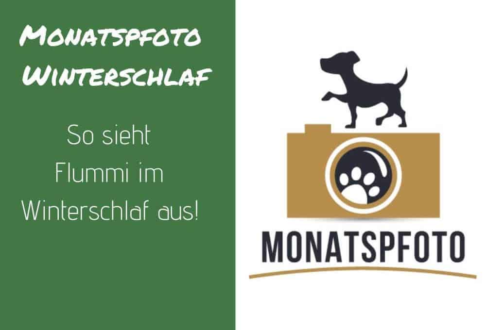 flummi-winterschlaf-monatspfoto-jaenner