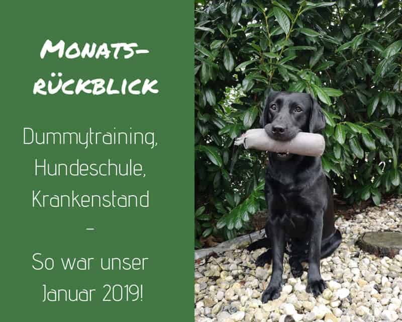 monatsrückblick-januar-2019-hundeblog