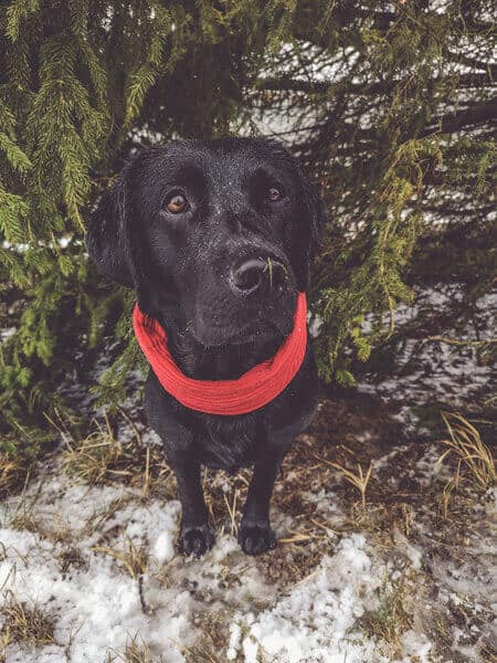 diy-hunde-loop-anleitung