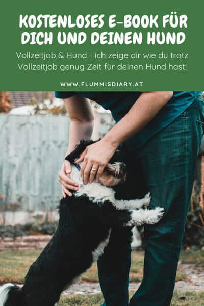ebook-karriere-hund-job-gratis
