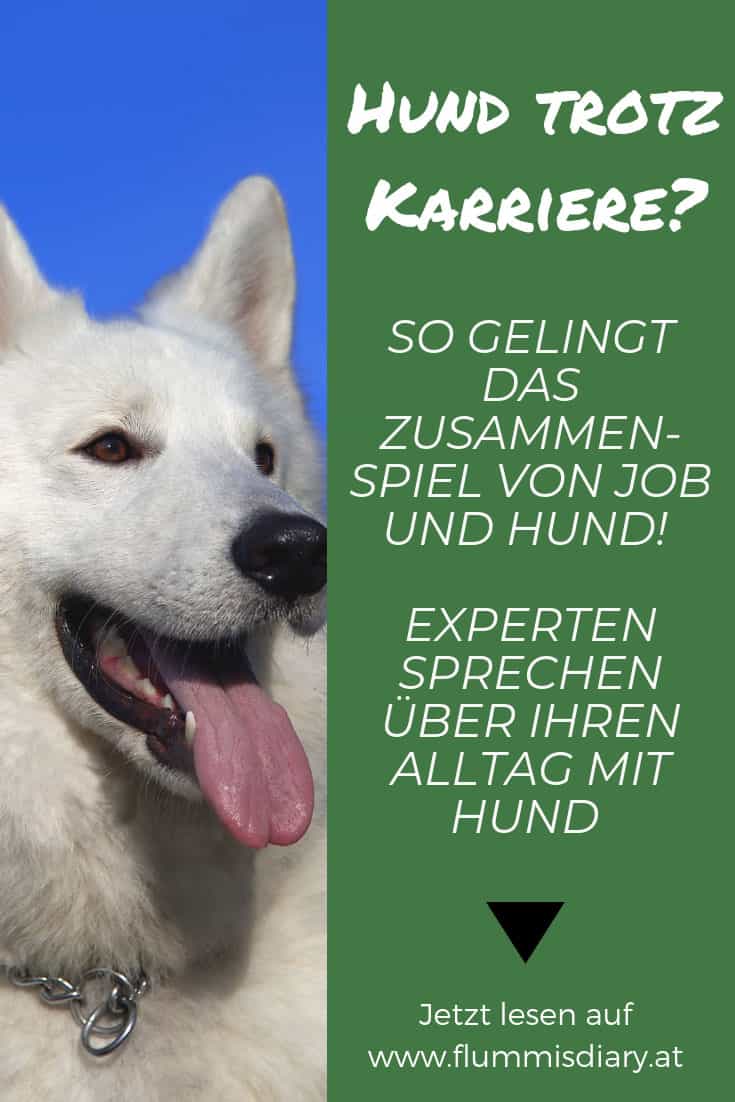 hund-job-vereinbaren-wie