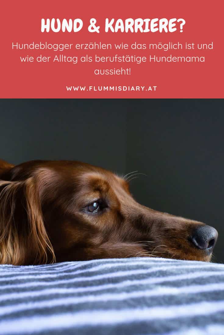 hund-und-karriere-job