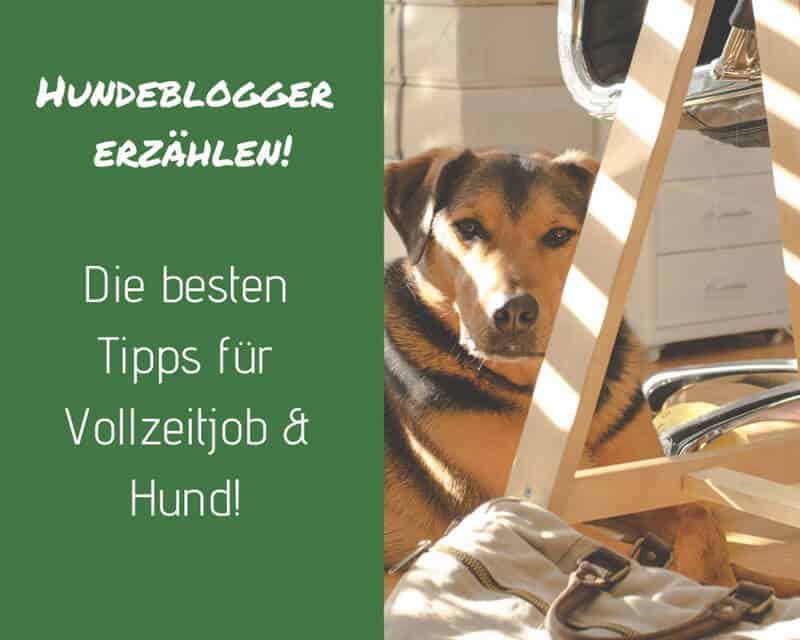 hundeblogger-erzaehlen-tipps